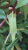 Arisaema monophyllum ヒトツバテンナンショウ