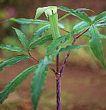 Arisaema angustatum z\oeiVE