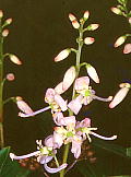 Tripetaleia paniculata ホツツジ