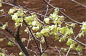 q
EK~YL@Corylopsis pauciflora
