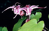 CJ\E@Epimedium grandiflorum var. thunbergianum