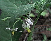 �C�k�z�I�Y�L Solanum nigrum