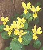 Viola biflora var. subpubescens WEGcLoimR}mc