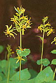 Ligularia kaialpina カイタカラコウ