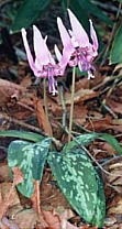 Erythronium japonicum カタクリ