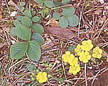 Potentilla fragarioides var. major LWV