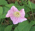 RqKI@Calystegia hederacea