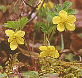 Waldsteinia ternata コキンバイ