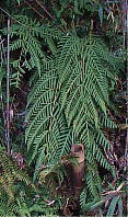 R`V_ Woodwardia orientalis