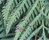 �R���`�V�_ Woodwardia orientalis