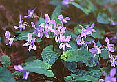 Viola japonica コスミレ
