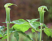 Arisaema undulatifolium qK}VOT