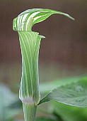 Arisaema peninsulae RECeiVE