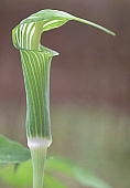 Arisaema peninsulae RECeiVE