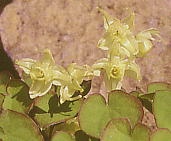 Epimedium coelestre クモイイカリソウ