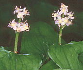 Maianthemum dilatatum }Cd\E