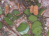 Lemmaphyllum microphyllum マメヅタ