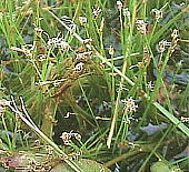 Eleocharis acicularis var. longiseta