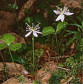 Coptis trifolia ミツバオウレン