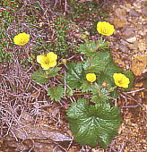 Geum calthaefolium var. nipponicum ~}_CR\E