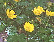 Potentilla matsumurae ミヤマキンバイ