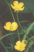 Ranunculus acris var. nipponicus ミヤマキンポウゲ