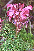 Pedicularis apodochila ミヤマシオガマ