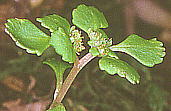 Chrysosplenium maximowiczii ムカゴネコノメ