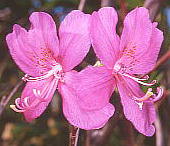 Rhododendron albrechtii ムラサキヤシオ