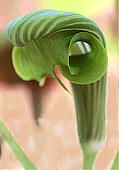 Arisaema ringens TVAu~