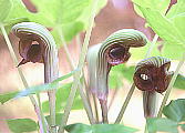 Arisaema ringens TVAu~