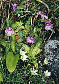 VgX~@Pinguicula vulgaris var. macroceras