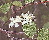 Viburnum furcatum ムシカリ