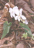 Viola bissetii ナガバノスミレサイシン