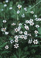 ニワゼキショウ Sisyrinchium atlanticum 