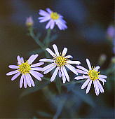 mRMN Aster ageratoides ssp. ovatus