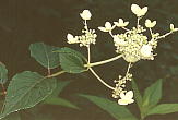 Hydrangea paniculata mEcM