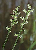 Platanthera minor