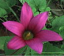 AE[A Romulea rosea