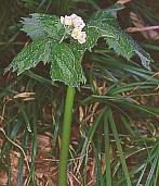 Diphylleia grayi TJE