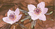 Eranthis pinnatifida Zcu\E