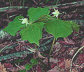 Trillium tschonoskii VoiGC\Ei~}GC\Ej