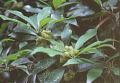 Illicium anisatum