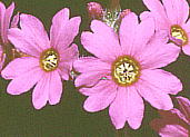 Primula kisoana var. shikokiana