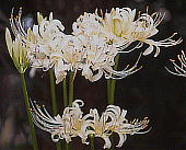 Voi}}WVQ Lycoris albiflora