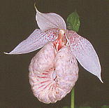 Cypripedium formosanum ^CN}KC\E