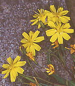 Ixeris dentata var. alpicola