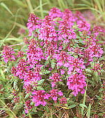 Pedicularis verticillata ^JlVIK}