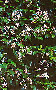eCJJY Trachelospermum asiaticum f. intermedium