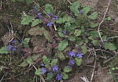 ツクバキンモンソウ Ajuga yesoensis var. tsukubana